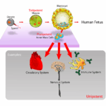 Diferencia entre totipotente y pluripotente