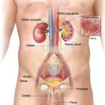 Diferencia entre uréter y uretra