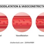 Diferencia entre vasodilatación y vasoconstricción