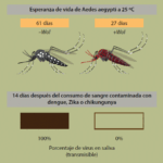 Diferencia entre vector y portador