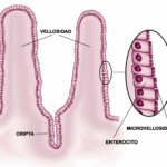 Diferencia entre vellosidades y microvellosidades