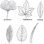 Diferencia entre venación reticulada y paralela