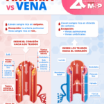 Diferencia entre venas y arterias
