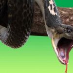 Diferencia entre veneno neurotóxico y hemotóxico