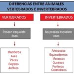 Diferencia entre vertebrados e invertebrados