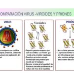 Diferencia entre virus y priones