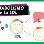 Diferencia entre VLDL y LDL