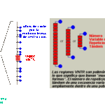 Diferencia entre VNTR y STR