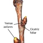 Diferencia entre yema apical y yema axilar