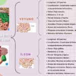 Diferencia entre yeyuno e íleon
