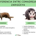 Diferencia entre zarigüeya y zarigüeya