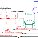 Diferencia estructural entre ATP y ADP