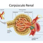 Distinguir entre corpúsculo renal y túbulo renal