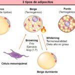 ¿Qué les sucede a las células adiposas en la obesidad?