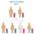 ¿Qué tipo de mutación es el albinismo?