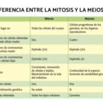 Similitudes entre la mitosis y la meiosis