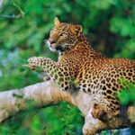 Vida silvestre en Sri Lanka