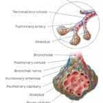 Diferencia entre los alvéolos y el saco alveolar