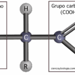 Diferencia entre los aminoácidos alfa beta y gamma