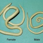 Diferencia entre los áscaris machos y hembras