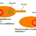 Diferencia entre plásmido y transposón