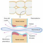Diferencia entre plasmodesmos y desmotúbulos
