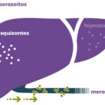 Diferencia entre Plasmodium y esporozoitos