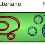 Diferencia entre plástido y plásmido