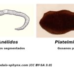 Diferencia entre platelmintos y aschelmintos