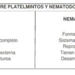 Diferencia entre platelmintos y nematodos