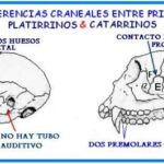 Diferencia entre platirrinos y catarrinos