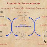 Diferencia entre transaminación y desaminación