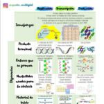 Diferencia entre transcripción y traducción