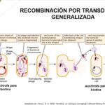 Diferencia entre transducción generalizada y especializada