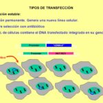 Diferencia entre transfección transitoria y estable