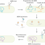 Diferencia entre transfección y transducción
