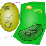 Diferencia entre transfección y transformación