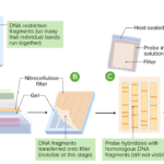 Diferencia entre transferencia Northern y transferencia Western