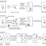 Diferencia entre transformantes y recombinantes