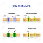 Diferencia entre los canales dependientes del ligando y los dependientes del voltaje