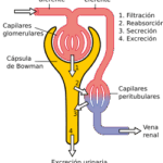 Diferencia entre los capilares glomerulares y los capilares peritubulares