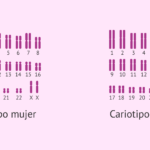 Diferencia entre los cariotipos masculinos y femeninos