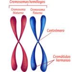 Diferencia entre los cromosomas maternos y paternos