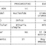 Diferencia entre los cromosomas procariotas y eucariotas