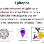 Diferencia entre los epítopos de células B y T