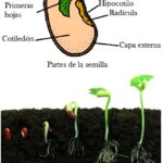 Diferencia entre plúmula y radícula