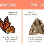 Diferencia entre polilla y mariposa