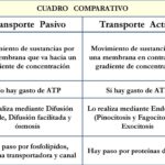 Diferencia entre transporte activo y pasivo
