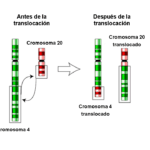 Diferencia entre transporte y translocación