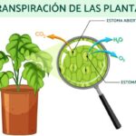 Diferencia entre transporte y transpiración